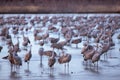 Sandhill Crane Spring Migration Royalty Free Stock Photo